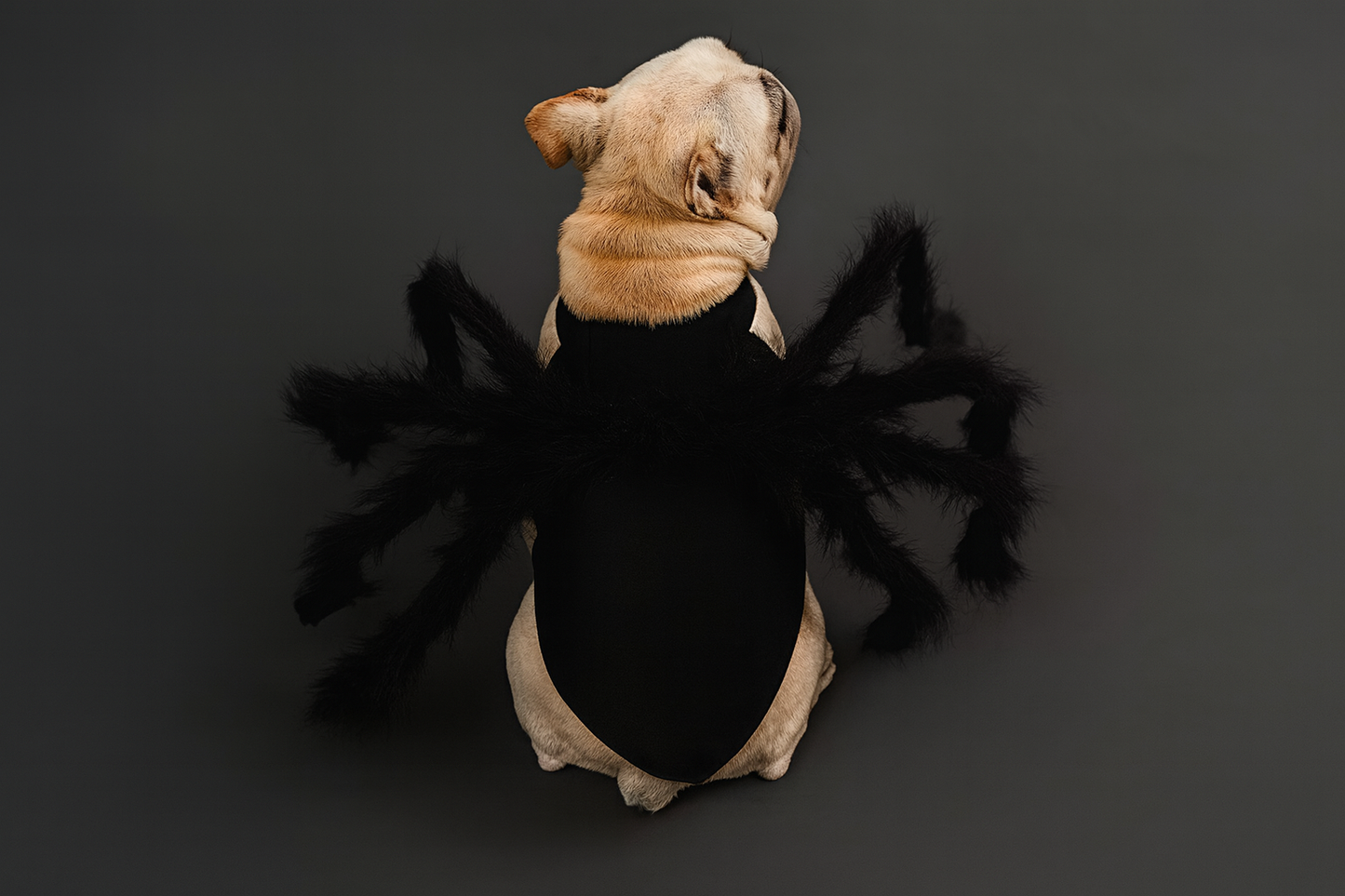 Halloween Pet Spider Costume – Funny Dog & Cat Outfit