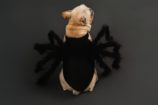 Halloween Pet Spider Costume – Funny Dog & Cat Outfit